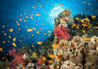 Snorkeling Tours in Taba