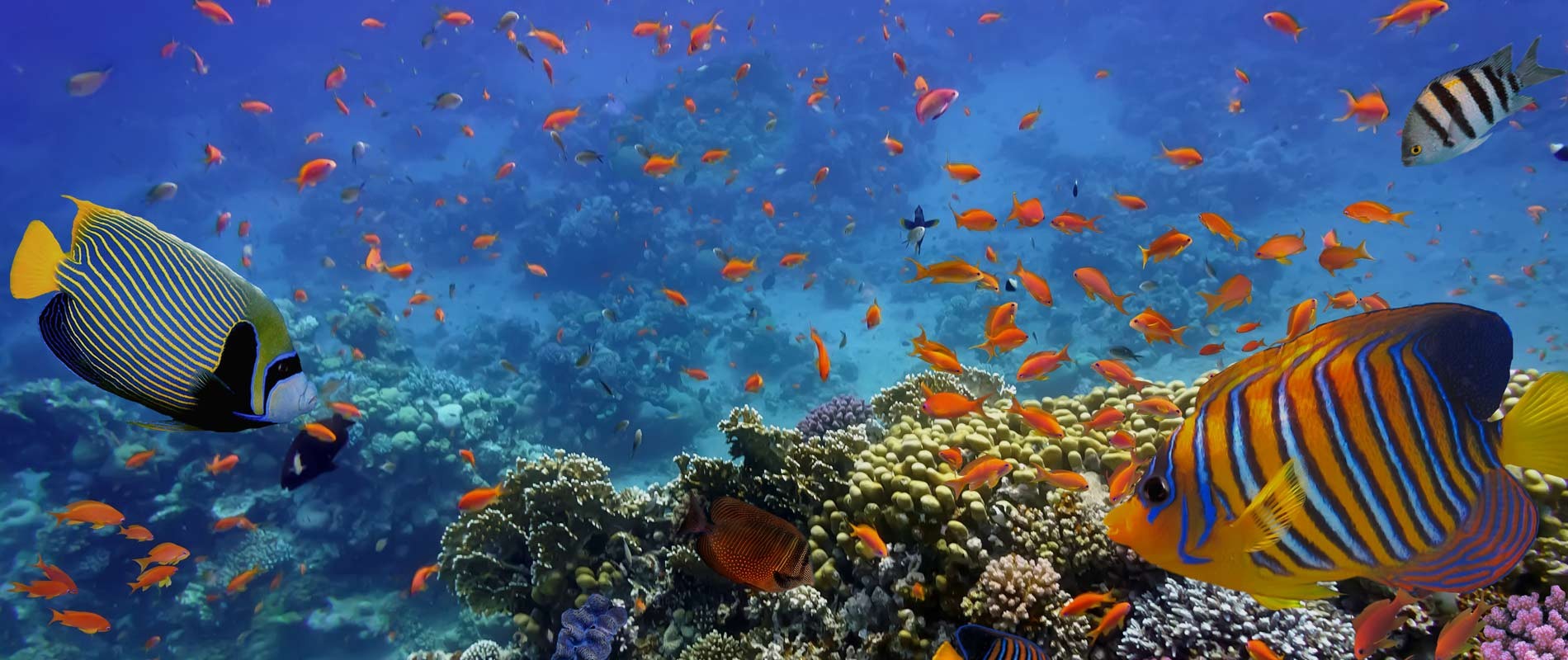 CROCIERA SUL NILO + MARSA ALAM