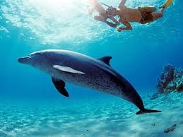 PRIVATE TOUR MARSA ALAM DOLPHIN HOUSE