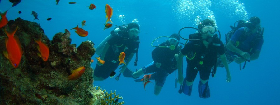 Safari diving red Sea North